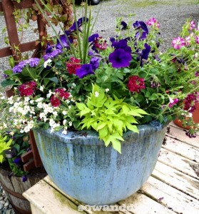 Container Gardening Tips