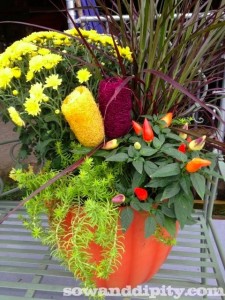 How to Care for Fall Mums